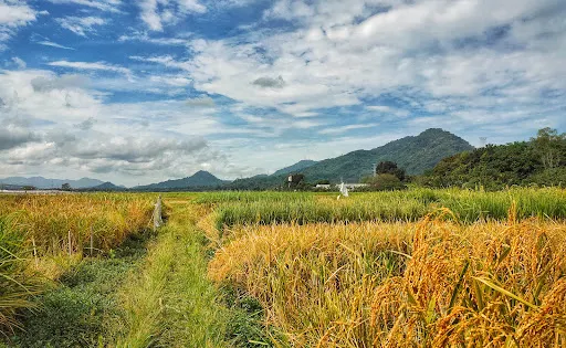 International Rice Research Institute