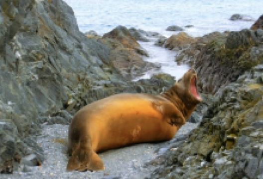 海象岛景点图片