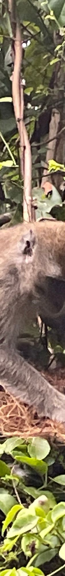 京那巴当岸河-基纳巴唐岸