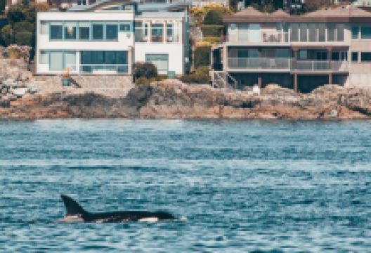 鲸鱼王子赏鲸公司景点图片
