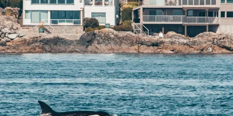 鯨魚王子賞鯨公司