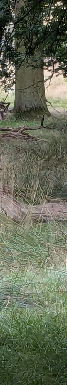 Tatton Park Country Park-纳茨福德