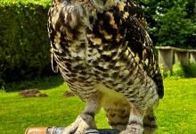 Cotswold Falconry Centre景点图片