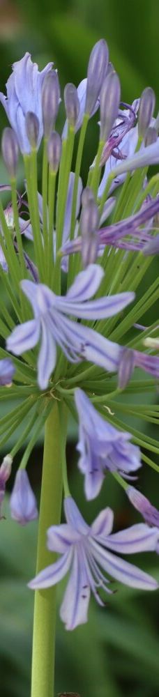 San Anton Gardens-阿塔尔德