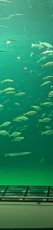 北海博物馆-希茨海尔斯