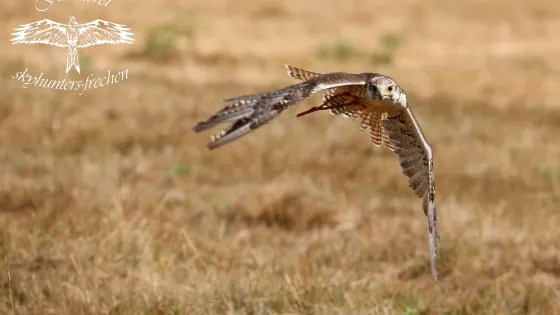 skyhunters in nature -frechen