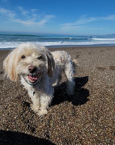 Shamel Park-坎布里亚