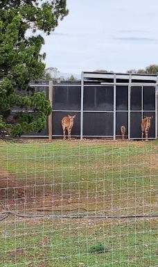 Giraffe Lookout-默里布里奇