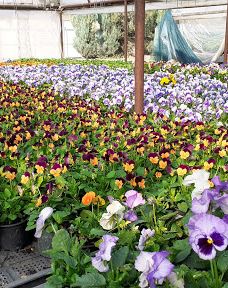 Kiss Virágkertészet, Békéscsaba-贝凯什乔包