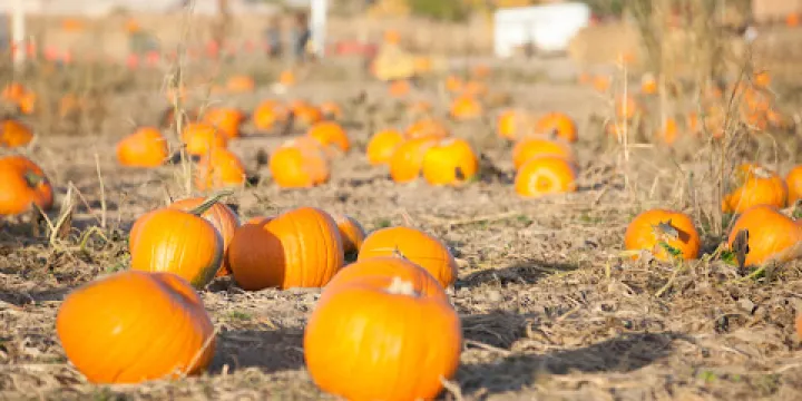 Studt's Pumpkin Patch and Corn Maze