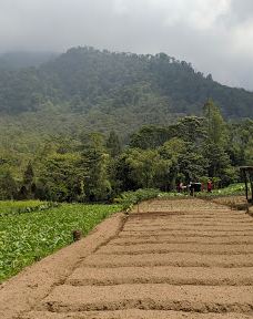 Arboretum Sumber Brantas-Bumiaji
