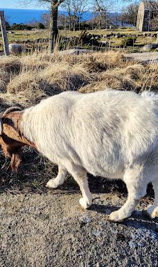 Hammer Lighthouse (Hammer Fyr)-阿灵厄