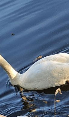 Lac de Creutzwald-柯哲斯瓦尔德拉克鲁瓦