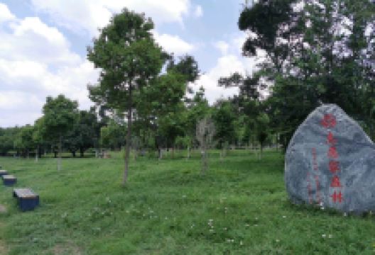 志愿家庭林景点图片