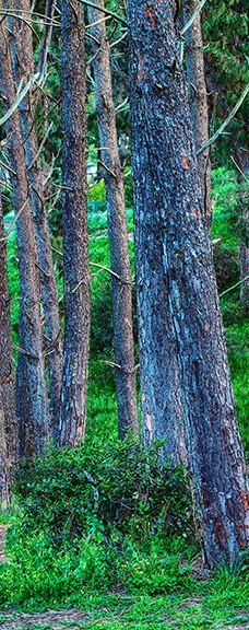 巴尔波亚公园-圣地亚哥