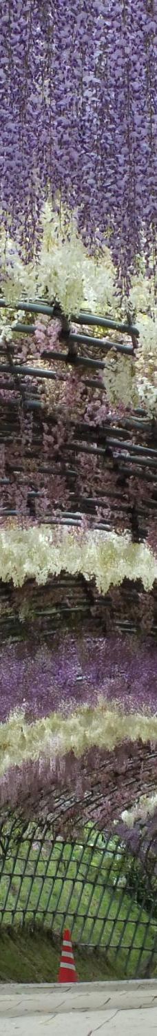 河内藤园-北九州