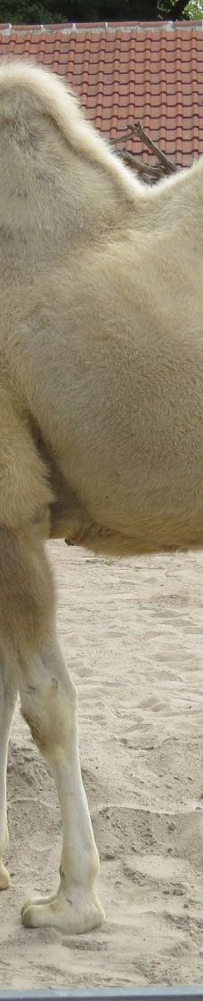 海德堡动物园-海德堡