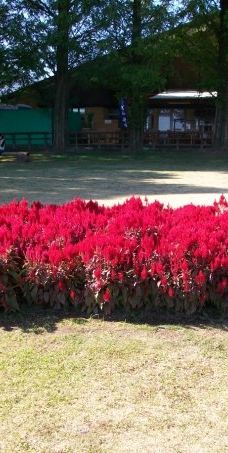 日本最大 鹿屋玫瑰园-鹿屋市