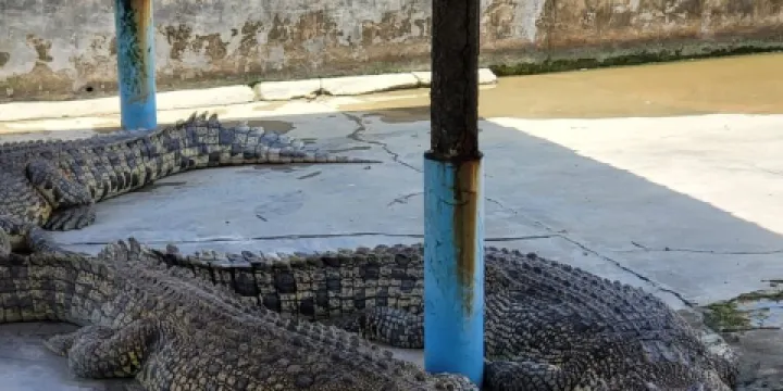 Teluk Sengat Crocodile Farm
