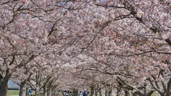 Ono Cherry Blossom Corridor