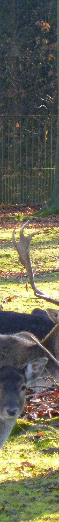 Tiergehege Waldhaus-莫尔斯多夫-泰希沃尔夫拉姆斯多夫