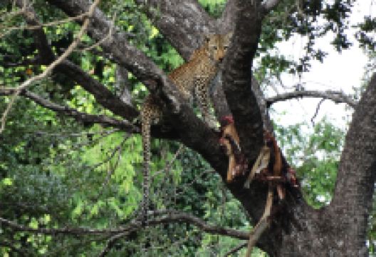 African Pangolin Safaris景点图片