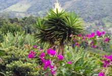 Finca Debusale景点图片