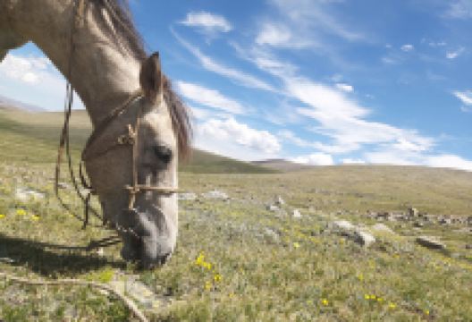 Fortress of Hovd景点图片