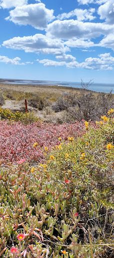 Caleta Valdés-别德马
