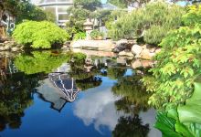Koi Garden Gilleleje ApS购物图片