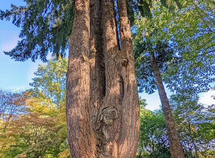 牛津大學哈考特植物園