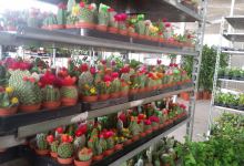 Europlantas, Lda Santa Luzia购物图片