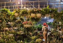 Cây cảnh Thu Hường Garden景点图片