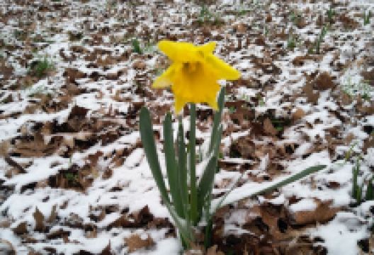 Piet den Hartogplein景点图片