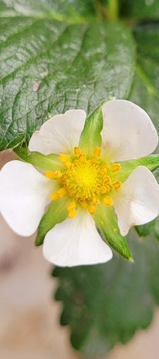 Ricardoes Tomatoes-Blackmans Point
