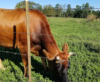 Steeds Dairy Farm
