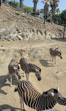 Selwo Aventura-埃斯特波纳