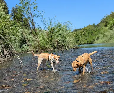 Del Rio Woods Regional Park