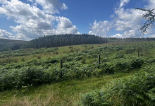 Gelliwion Woodland景点图片