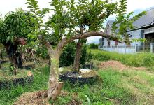Vườn bonsai Mạc Hưởng景点图片