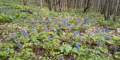 突哨山