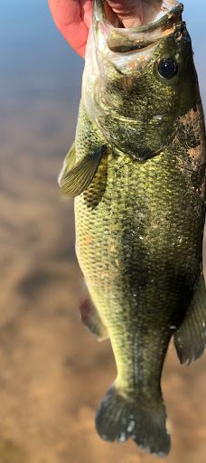 Andy Adams Park-雷顿