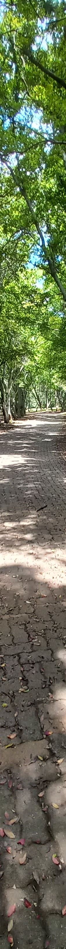 约翰内斯堡植物园-兰德堡