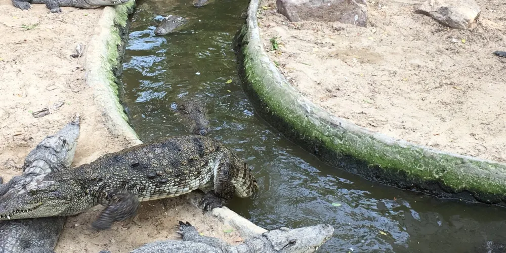 永安旅遊