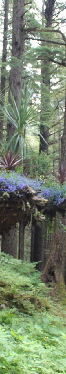 Glacier Gardens Rainforest Adventure-朱诺