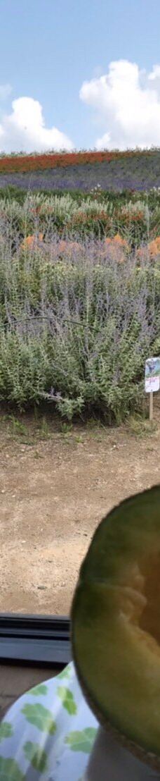 菅野农场-上富良野町