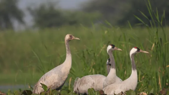 Nandur Madhmeshwar Bird Sanctuary