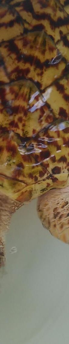 Kurma Asih Sea Turtle Conservation Center-巴厘岛