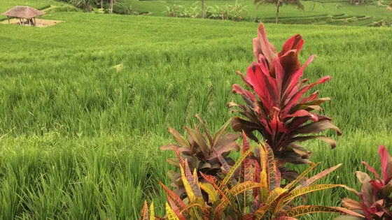 Baru Organic Adventure