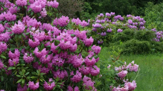 Tuach Garden & Arboretum
